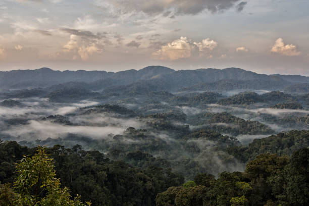 Nyungwe Forest